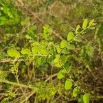 Phyllanthus reticulatus Leaf