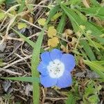 Nemophila menziesii Květ