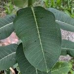 Asclepias syriaca Blatt