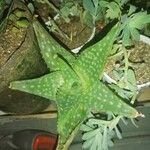 Aloe maculata葉