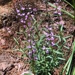 Polygala polygama Virág