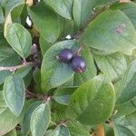 Cotoneaster acutifolius Fruit