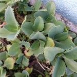 Kalanchoe ceratophylla Liść