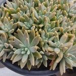 Dudleya greenei 叶