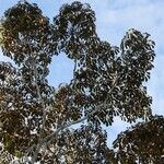 Schefflera morototoni Hábito