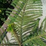 Araucaria heterophylla Leaf