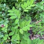 Lathyrus niger Hoja