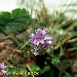 Veronica nummularia Other