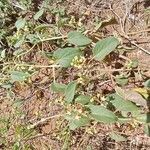 Cynanchum somaliense Blomma