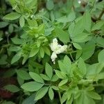 Ceratocapnos claviculata Flower