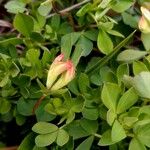 Lotus corniculatus Blomma