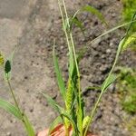 Setaria viridis Hoja