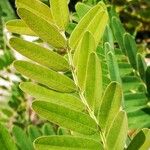 Amorpha fruticosa Ліст