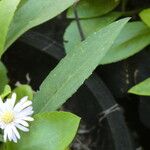 Aster ageratoides Fuelha