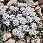 Iberis carnosa Flor
