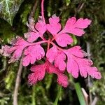 Geranium purpureum 花