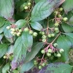 Cornus racemosa Frucht