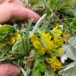 Astragalus exscapus Flower