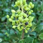 Olea capensis Fruto
