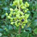 Olea capensis Fruit