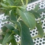 Eucalyptus nitens Likasa