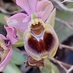 Ophrys tenthredinifera Цвят