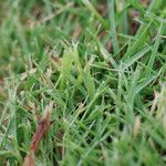 Zoysia matrella Leaf