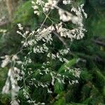 Poa pratensis Bleunienn