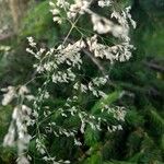 Poa pratensis Flower