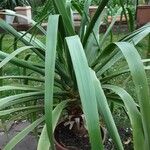 Dracaena draco Blad