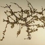 Cotoneaster adpressus Прочее