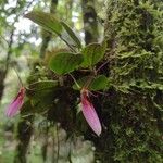 Restrepia trichoglossa Flower