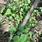 Acalypha indica Leaf