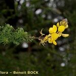 Adenocarpus foliolosus Muu