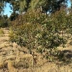 Eucalyptus robusta Elinympäristö