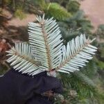 Abies nordmanniana برگ