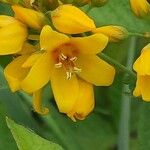 Lysimachia vulgaris Flower