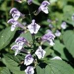 Scutellaria serrata Habitus