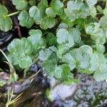 Ranunculus hederaceus Leaf