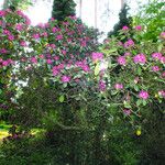 Rhododendron catawbiense عادت داشتن