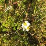 Saxifraga hypnoides Fula