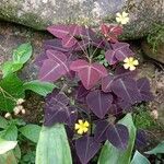Oxalis hedysaroides Leaf