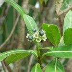 Chassalia gaertneroides Fruto