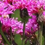 Vernonia gigantea Flower