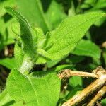 Silene dichotoma Blatt