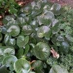 Asarum europaeum Habit