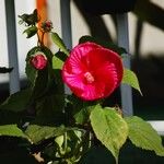 Hibiscus moscheutos Лист