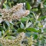 Salix hastata Flor