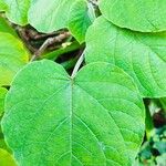 Clerodendrum buchananii Leaf