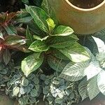 Aglaonema costatum Blatt